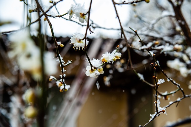 汤普森 汤普森